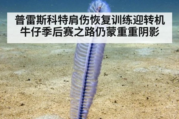 普雷斯科特肩伤恢复训练迎转机 牛仔季后赛之路仍蒙重重阴影